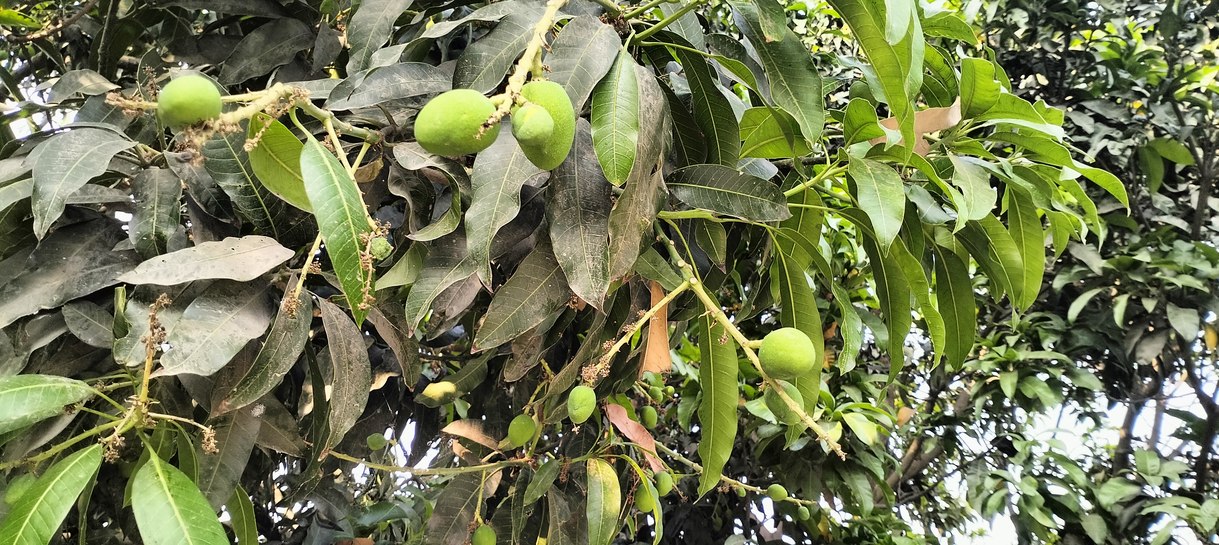 লম্বা শুস্ক মৌসুমের পর চাঁপাইনবাবগঞ্জে কাঙ্খিত বৃষ্টি,আম ও ধানের জন্য আশীর্বাদ